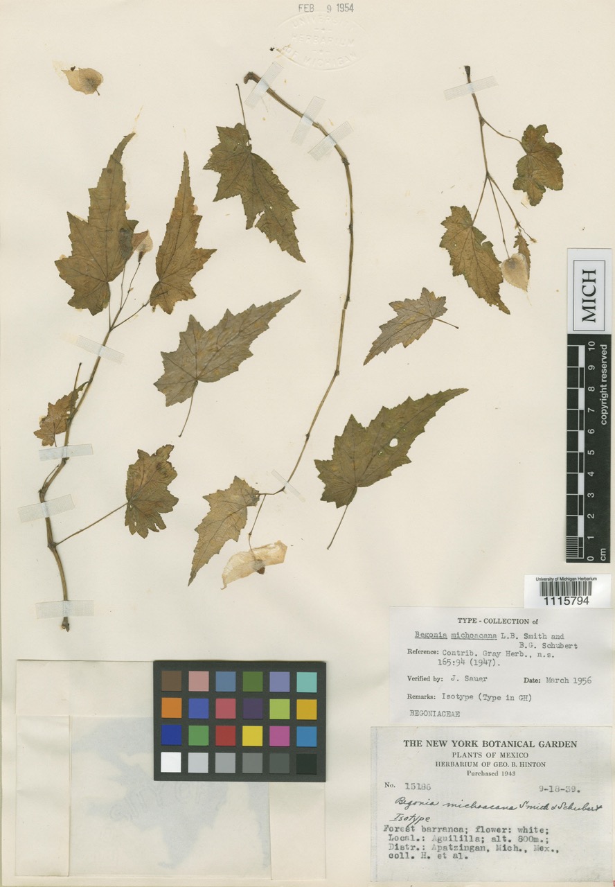 B. michoacana